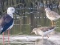 Spotted Redshank - Hat Chao Samran - Thetsaban 4 Alley Wetlands - Phetchaburi - Thailand, Feb 6 2024
