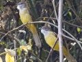 Puff-throated Bulbul - Khao Yai NP - Chao Mae Khao Khieo Shrine - Nakhon Nayok - Thailand, Feb 11 2024