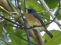 Hill Blue Flycatcher - Chiang Dao Wildlife Sanctuary--Wat Tham Pha Plong, Chiang Mai, Thailand - Feb 17 2024