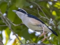 White-browed Shrike-Babbler - Kaeng Krachan NP - KM 22 Vicinity - Phetchaburi - Thailand, Feb 7 2024