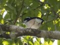 White-browed Shrike-Babbler - Kaeng Krachan NP - KM 22 Vicinity - Phetchaburi - Thailand, Feb 7 2024