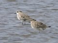 Black-bellied Plovers - Pak Thale Nature Reserve - Salt Bans - Phetchabburi - Thailand, Feb 9 2024