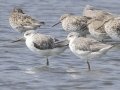 Nordmann's Greenshank - Pak Thale Nature Reserve - Salt Bans - Phetchabburi - Thailand, Feb 9 2024