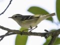Yellow-browed Warbler - Kaeng Krachan NP - KM 22 Vicinity - Phetchaburi - Thailand, Feb 7 2024