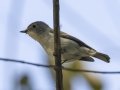Taiga Flycatcher - Chiang Dao Wildlife Sanctuary--Wat Tham Pha Plong, Chiang Mai, Thailand - Feb 17 2024