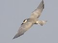 Whiskered Tern - Samut Maneerat Salt Pans - Samut Sakhon - Thailand, Feb 6 2024