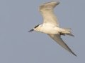 Whiskered Tern - Samut Maneerat Salt Pans - Samut Sakhon - Thailand, Feb 6 2024