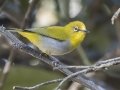 Indian White-eye - Chiang Dao Wildlife Sanctuary - Wat Tham Pha Plong - Chiang Mai - Thailand, Feb 17 2024