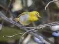 Indian White-eye - Chiang Dao Wildlife Sanctuary - Wat Tham Pha Plong - Chiang Mai - Thailand, Feb 17 2024
