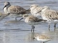 Curlew Sandpiper - Pak Thale Nature Reserve - Salt Bans - Phetchabburi - Thailand, Feb 9 2024