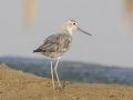 Common Greenshank - Hat Chao Samran - Thetsaban 4 Alley Wetlands - Phetchaburi - Thailand, Feb 6 2024
