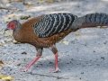 Siamese Fireback - Sakaerat Biosphere Reserve--evergreen forest, Nakhon Ratchasima, Thailand - Feb 11 2024