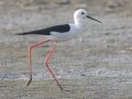 Black-winged Stilt- Samut Maneerat Salt Pans - Samut Sakhon - Thailand, Feb 6 2024