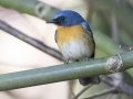 Hill Blue Flycatcher - Doi Pha Hom Pok NP--Km. 21 Trail on Doi Angkhang, Chiang Mai, Thailand - Feb 15 2024