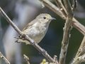 Plain Flowerpecker - Chiang Dao Wildlife Sanctuary--Wat Tham Pha Plong, Chiang Mai, Thailand - Feb 17 2024