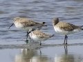 Broad-billed Sandpiper - Pak Thale Nature Reserve - Salt Bans - Phetchabburi - Thailand, Feb 9 2024