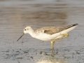 Marsh Sandpiper - Hat Chao Samran - Thetsaban 4 Alley Wetlands - Phetchaburi - Thailand, Feb 6 2024
