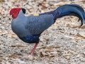 Siamese Fireback - Sakaerat Biosphere Reserve--evergreen forest, Nakhon Ratchasima, Thailand - Feb 11 2024