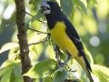 Spot-winged Grosbeak - Doi Pha Hom Pok NP - Doi Angkhang Royal Agr Station - Chiang Mai - Thailand, Feb 15, 2024