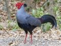 Siamese Fireback - Sakaerat Biosphere Reserve--evergreen forest, Nakhon Ratchasima, Thailand - Feb 11 2024