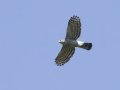Crested Goshawk - Doi Pha Hom Pok NP - Doi Angkhang Royal Agr Station - Chiang Mai - Thailand, Feb 15, 2024
