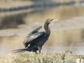Little Cormorant - Samut Maneerat Salt Pans - Samut Sakhon - Thailand, Feb 6 2024