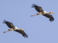 Painted Storks - Pak Thale Nature Reserve - Salt Bans - Phetchabburi - Thailand, Feb 9 2024