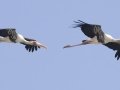 Painted Storks - Pak Thale Nature Reserve - Salt Bans - Phetchabburi - Thailand, Feb 9 2024