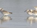 Great Knot  - Samut Maneerat Salt Pans - Samut Sakhon - Thailand, Feb 6 2024