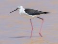 Black-winged Stilt - Pak Thale Nature Reserve - Salt Bans - Phetchabburi - Thailand, Feb 9 2024