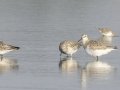 Great Knot  - Samut Maneerat Salt Pans - Samut Sakhon - Thailand, Feb 6 2024