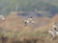 Great Knot  - Samut Maneerat Salt Pans - Samut Sakhon - Thailand, Feb 6 2024
