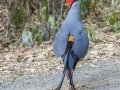 Siamese Fireback - Sakaerat Biosphere Reserve--evergreen forest, Nakhon Ratchasima, Thailand - Feb 11 2024