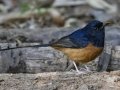 White-rumped Shama - Doi Pha Hom Pok NP - Doi Angkhang Royal Agr Station - Chiang Mai - Thailand, Feb 15, 2024