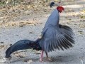 Siamese Fireback - Sakaerat Biosphere Reserve--evergreen forest, Nakhon Ratchasima, Thailand - Feb 11 2024