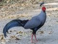 Siamese Fireback - Sakaerat Biosphere Reserve--evergreen forest, Nakhon Ratchasima, Thailand - Feb 11 2024