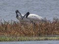 Black-headed Ibis - Ban Laem TH-Phetchaburi - Phetchaburi - Thailand, Feb 9 2024
