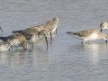 Curlew Sandpipers - Samut Maneerat Salt Pans - Samut Sakhon - Thailand, Feb 6 2024