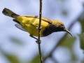 Ornate Sunbird - Sakaerat Biosphere Reserve--evergreen forest, Nakhon Ratchasima, Thailand - Feb 11 2024