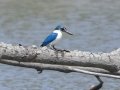 Collared Kingfisher - Ban Laem TH-Phetchaburi - Phetchaburi - Thailand, Feb 9 2024
