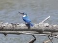 Collared Kingfisher - Ban Laem TH-Phetchaburi - Phetchaburi - Thailand, Feb 9 2024