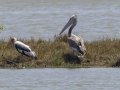 Spot-billed Pelicans - Ban Laem TH-Phetchaburi - Phetchaburi - Thailand, Feb 9 2024