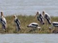 Painted Storks - Ban Laem TH-Phetchaburi - Phetchaburi - Thailand, Feb 9 2024