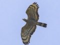 Oriental Honey-buzzard - Mae Taeng Irrigation Project - Chiang Mai - Thailand, Feb 17, 2024