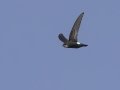 House Swift - Mae Taeng Irrigation Project - Chiang Mai - Thailand, Feb 17, 2024