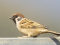 Eurasian Tree Sparrow - Doi Pha Hom Pok NP - Doi Lang E Border Police Station - Chiang Mai - Thailand, Feb 15 2024