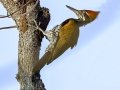 Greater Flameback - Sakaerat Biosphere Reserve--evergreen forest, Nakhon Ratchasima, Thailand - Feb 11 2024