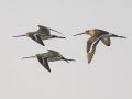 Black-tailed Godwit - Hat Chao Samran - Thetsaban 4 Alley Wetlands - Phetchaburi - Thailand, Feb 6 2024