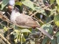 Sooty-headed Bulbul - Chiang Mai, Thailand - Feb 15 2024