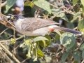 Sooty-headed Bulbul - Doi Pha Hom Pok NP - Mae Per Trail on Doi Angkhang - Chiang Mai - Thailand, Feb 15, 2024